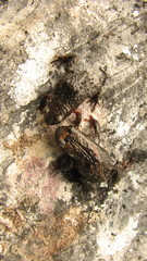 Microkayla chacaltaya