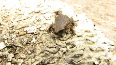 Microkayla chacaltaya