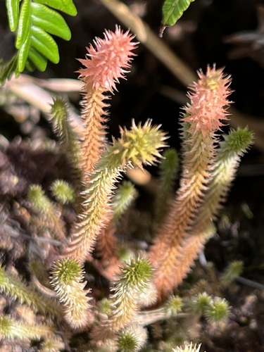 Selaginella deflexa observed 2023-01-10