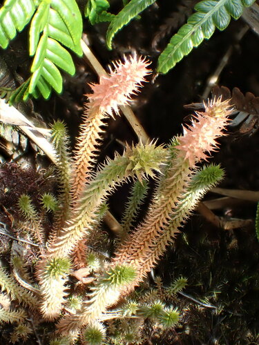 Selaginella deflexa