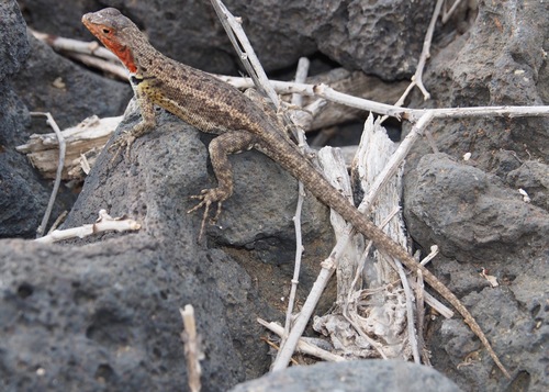 Floreana Lava Lizard, Microlophus grayii