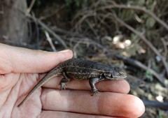 Sceloporus aeneus