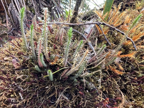 Selaginella deflexa observed 2024-01-18