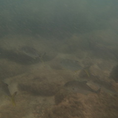 Caranx sexfasciatus