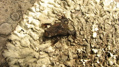 Microkayla chacaltaya