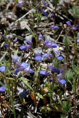 Collinsia