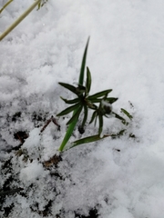 Ranunculus monophyllus