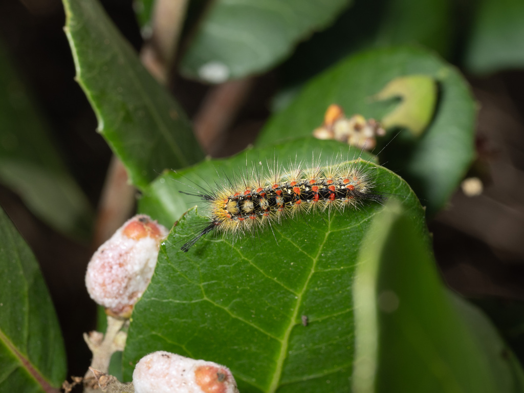 Western Tussock Moth from Clairemont, San Diego, CA, USA on May 1, 2024 ...