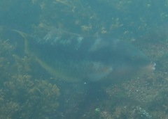 Halichoeres nicholsi