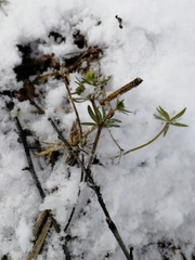 Ranunculus monophyllus