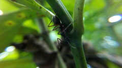 Dolichoderus attelaboides