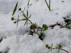 Ranunculus monophyllus