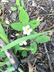 Fragaria vesca americana