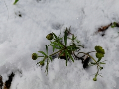 Ranunculus monophyllus