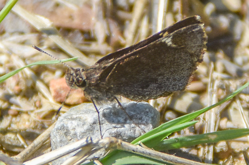 Common Roadside-Skipper photo 6