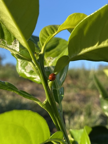 Spotless Lady Beetle