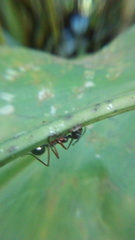 Dolichoderus attelaboides