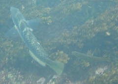 Halichoeres nicholsi