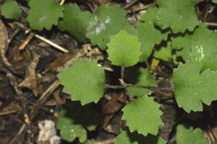 Brachyglottis sciadophila