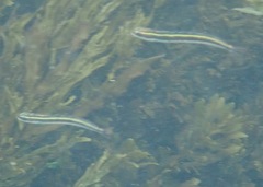 Plagiotremus azaleus