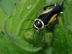 Hemithyrsocera vittata