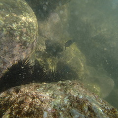 Stegastes rectifraenum