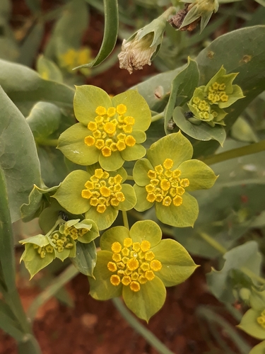 Image of Bupleurum subovatum by (c) Karim Haddad, some rights reserved (CC BY)