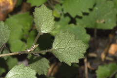 Brachyglottis sciadophila