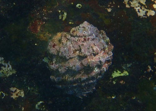 Neorapana grandis