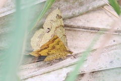 Erastria decrepitaria