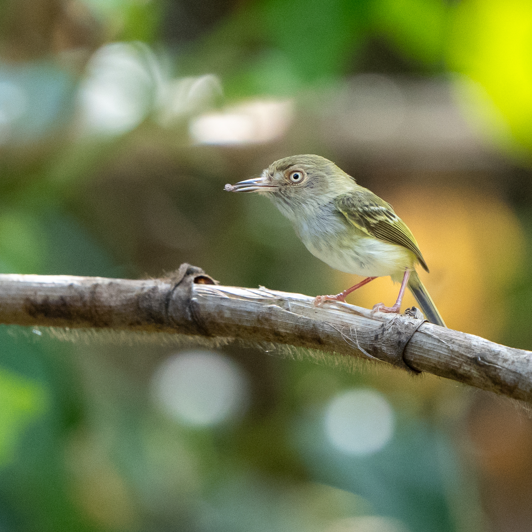 Pale-eyed Pygmy Tyrant (Atalotriccus pilaris), photo 10