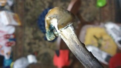 Psilocybe ovoideocystidiata