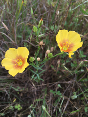 Linum rigidum