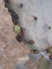 Camponotus rectangularis