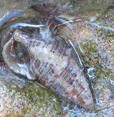 Clibanarius antillensis