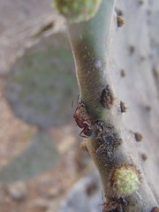 Camponotus rectangularis