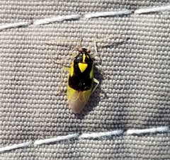 Tropidosteptes