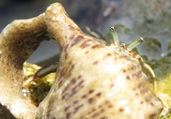 Clibanarius antillensis