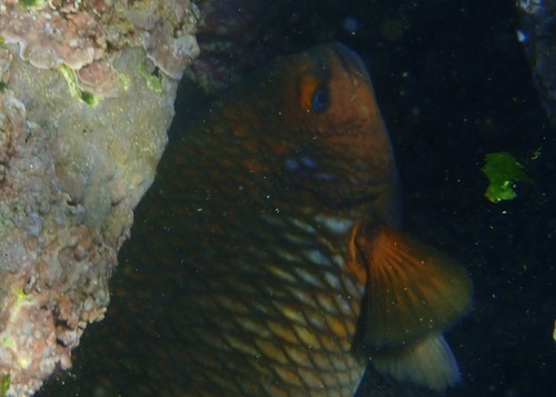 Nexilosus latifrons