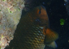 Stegastes beebei