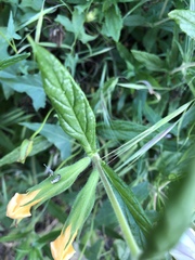 Diplacus longiflorus