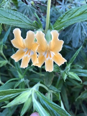 Diplacus longiflorus