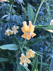 Diplacus longiflorus