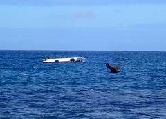 Anous stolidus galapagensis