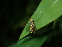 Bactrocera dorsalis
