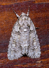 Acronicta increta