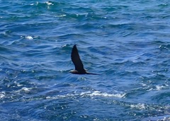 Anous stolidus galapagensis