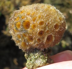 Cinachyrella