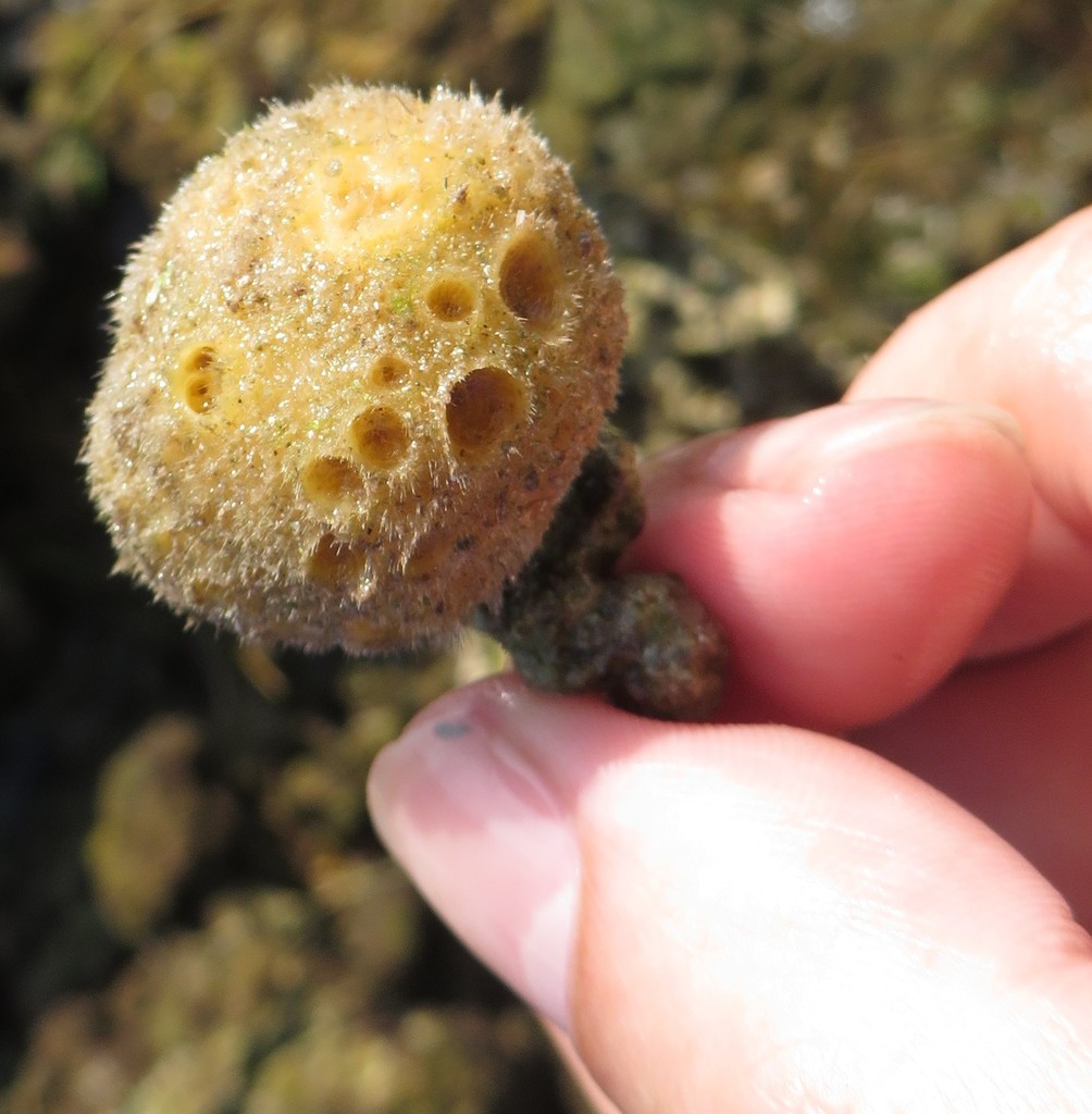 orange ball sponge