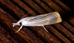 Parapediasia decorellus